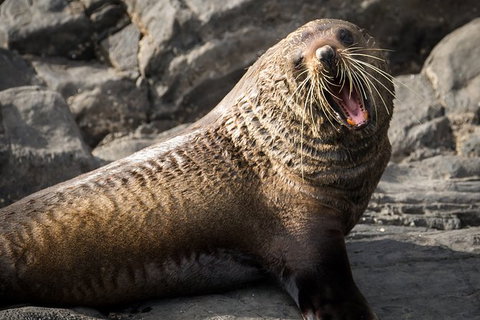 Kangaroo Island 75-Minute Ocean Safari - Darwin Holiday 6