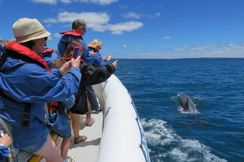 Kangaroo Island 75-Minute Ocean Safari - Darwin Holiday 5