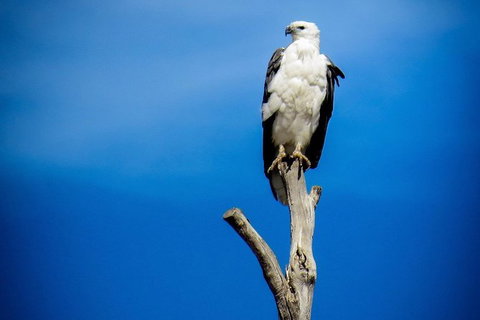 Kangaroo Island 75-Minute Ocean Safari - Darwin Holiday 3