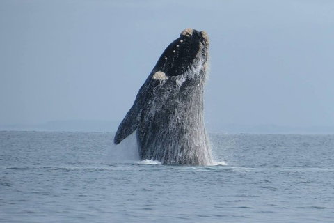 Kangaroo Island 75-Minute Ocean Safari - Darwin Holiday 1