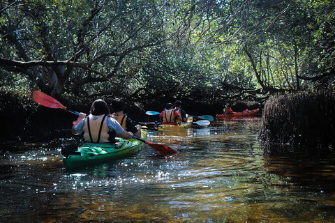 Dolphin Sanctuary Kayaking In Adelaide - Darwin Holiday 3