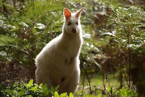 Bruny Island Day Tour, Includes Lunch And Exclusive Lighthouse Tour - Darwin Holiday 7