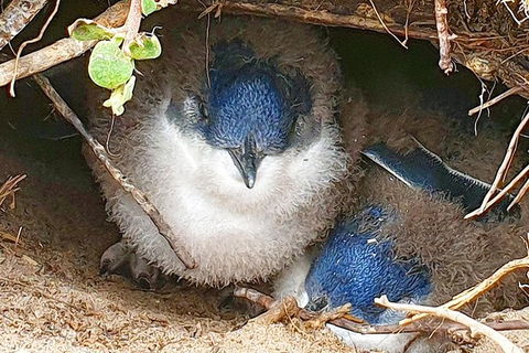 Bruny Island Day Tour, Includes Lunch And Exclusive Lighthouse Tour - Darwin Holiday 1