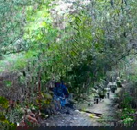 kunanyi/Mt Wellington Explorer Bus - One Way Tour - Darwin Holiday