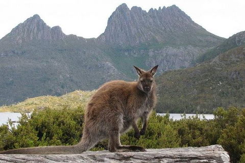 Cradle Mountain Guided Walk With Gourmet Hamper - Darwin Holiday 2