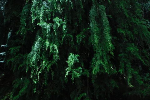 King River Rafting Day Trip From Queenstown To Strahan And Return Including The West Coast Wilderness Railway - Darwin Holiday 3