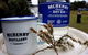 Full Day Tour Hobart: Port Arthur McHenry Gins Bangor Vineyard Wines + Oysters - thumb 3