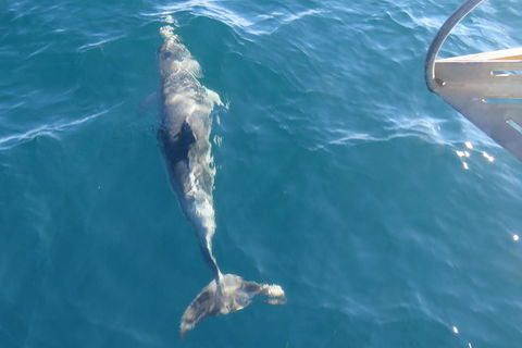 Maria Island And East Coast Five Day Cruise - Darwin Holiday 4