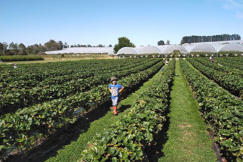 Tamar Valley Food And Wine Boutique Tours - Darwin Holiday 21