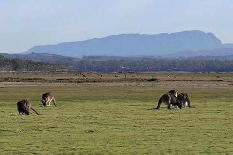 Spend A Day In One Of Tasmania\'s Best Wildlife National Park\'s - Darwin Holiday 0