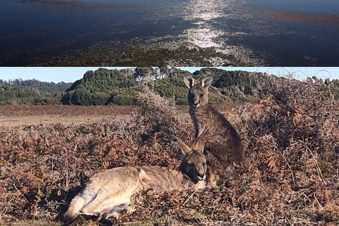 Spend A Day In One Of Tasmania\'s Best Wildlife National Park\'s - Darwin Holiday 4