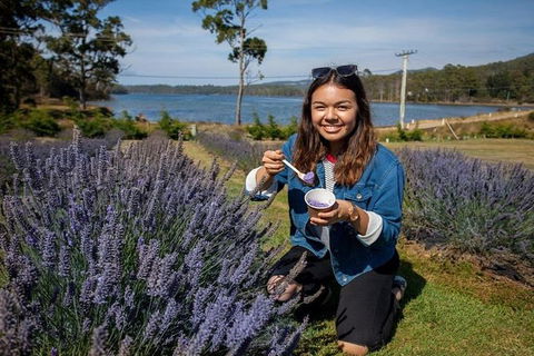 Discover Hobart: Port Arthur And Lavender Farm 1 Day Tour - Darwin Holiday 2