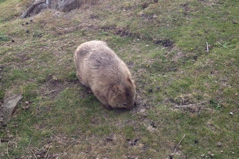 Hobart Minibus Full-Day Private Tour - Darwin Holiday 7