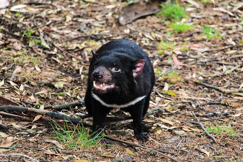 2-Day Tas East Coast Escape Tour Including Bay Of Fires, Wineglass Bay & Devils - Darwin Holiday 3