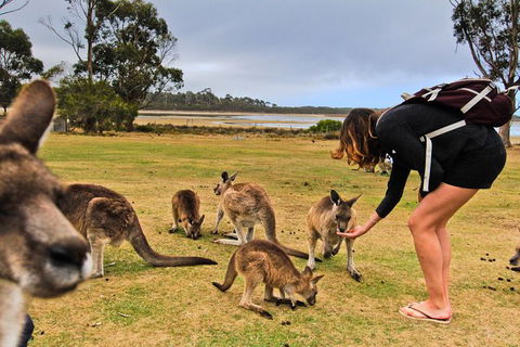 2-Day Tas East Coast Escape Tour Including Bay Of Fires, Wineglass Bay & Devils - Darwin Holiday 7