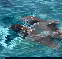 3-Hour Dolphin and Seal Sightseeing Cruise Mornington Peninsula