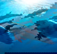 3 hour Dolphin and Seal Swim NOV-APR