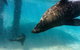 Dolphin And Seal Swim Reef Snorkel Boat Tour Mornington Peninsula - thumb 7