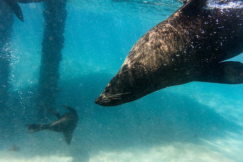 Dolphin And Seal Swim Reef Snorkel Boat Tour Mornington Peninsula - Darwin Holiday 7