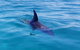 Dolphin And Seal Swim Reef Snorkel Boat Tour Mornington Peninsula - thumb 2