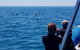 Dolphin And Seal Swim Reef Snorkel Boat Tour Mornington Peninsula - thumb 13