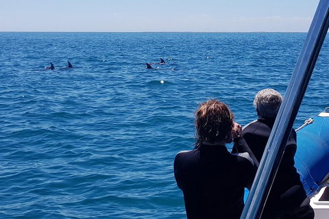 Dolphin And Seal Swim Reef Snorkel Boat Tour Mornington Peninsula - Darwin Holiday 13
