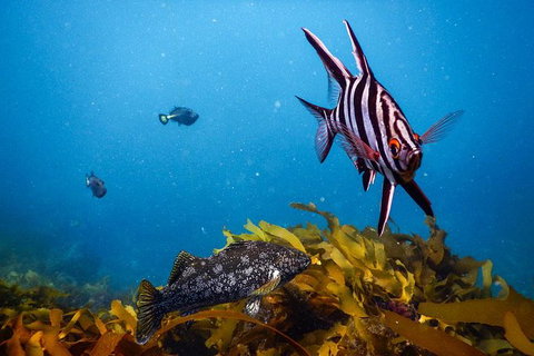 Dolphin And Seal Swim Reef Snorkel Boat Tour Mornington Peninsula - Darwin Holiday 5