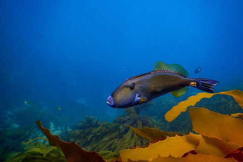 Dolphin And Seal Swim Reef Snorkel Boat Tour Mornington Peninsula - Darwin Holiday 9