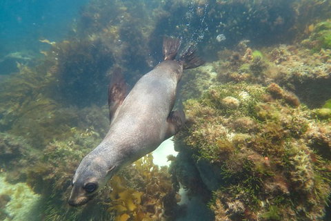 Dolphin And Seal Swim Reef Snorkel Boat Tour Mornington Peninsula - Darwin Holiday 3