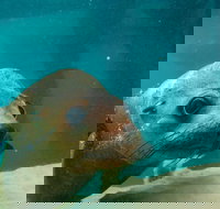 Dolphin and Seal Swim Reef Snorkel Boat Tour Mornington Peninsula