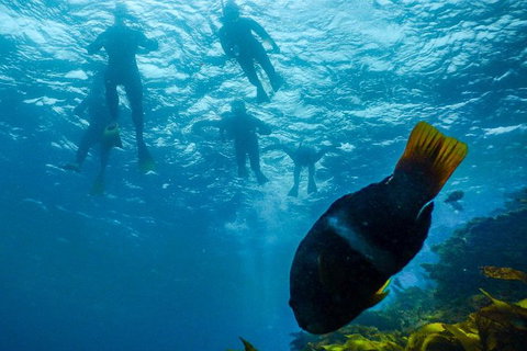 Dolphin And Seal Swim Reef Snorkel Boat Tour Mornington Peninsula - Darwin Holiday 1