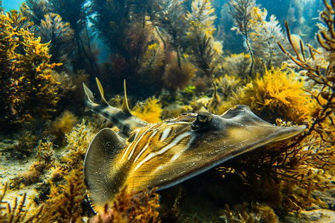 Dolphin And Seal Swim Reef Snorkel Boat Tour Mornington Peninsula - Darwin Holiday 11