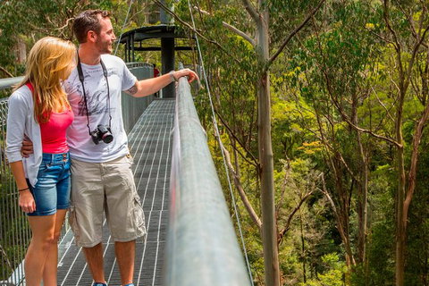Otway Fly Treetop Adventures Treetop Walk Admission Ticket - Darwin Holiday 4