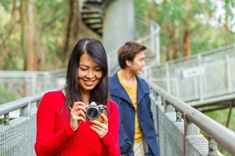 Otway Fly Treetop Adventures Treetop Walk Admission Ticket - Darwin Holiday 5