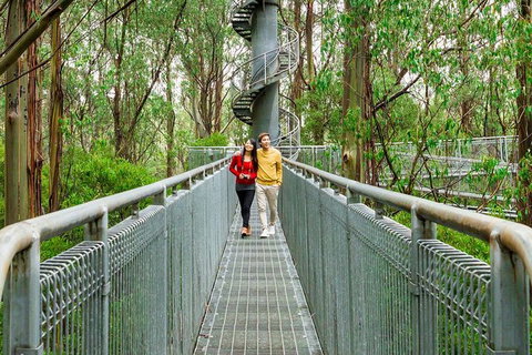 Otway Fly Treetop Adventures Treetop Walk Admission Ticket - Darwin Holiday 6