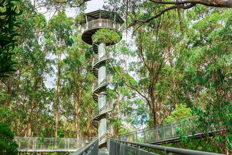 Otway Fly Treetop Adventures Treetop Walk Admission Ticket - Darwin Holiday 3