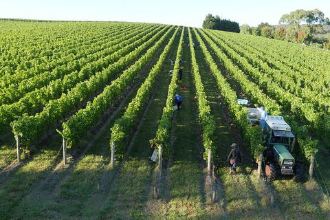 Yarra Valley Wine, Bubbles And Gin Tour! - Darwin Holiday 6