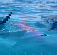 Dolphin and Seal Watching Eco Boat Cruise Mornington Peninsula