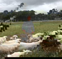 Feed the Animals at Heritage Farm