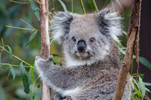 PRIVATE Great Ocean Road Tour And 12 Apostles With Wildlife Spotting - Darwin Holiday 7