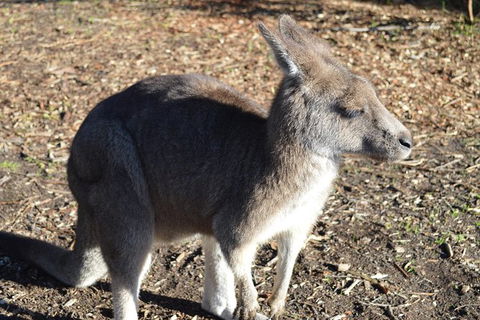 PRIVATE Great Ocean Road Tour And 12 Apostles With Wildlife Spotting - Darwin Holiday 2