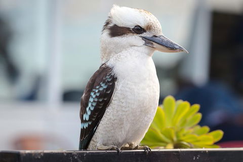 PRIVATE Great Ocean Road Tour And 12 Apostles With Wildlife Spotting - Darwin Holiday 9