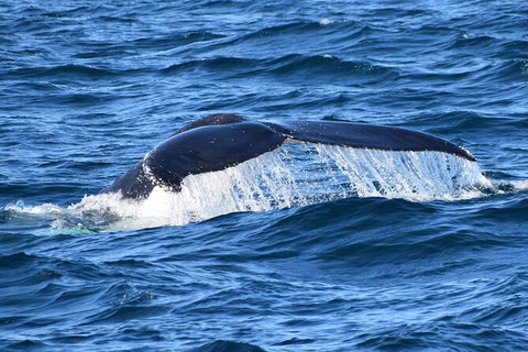 Dolphin & Whale Cruise - Darwin Holiday 6