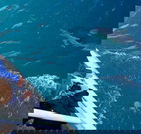 Dolphin  Whale Cruise