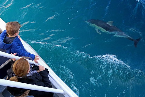 Dolphin & Whale Cruise - Darwin Holiday 0