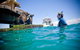 Private 2 Hour Dolphin And Seal Swim Mornington Peninsula - thumb 1