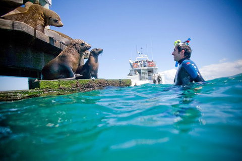 Private 2 Hour Dolphin And Seal Swim Mornington Peninsula - Darwin Holiday 1