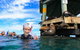 Private 2 Hour Dolphin And Seal Swim Mornington Peninsula - thumb 5