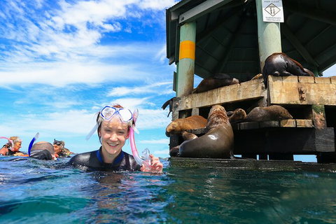 Private 2 Hour Dolphin And Seal Swim Mornington Peninsula - Darwin Holiday 5