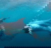 Private 2 Hour Dolphin and Seal Swim Mornington Peninsula